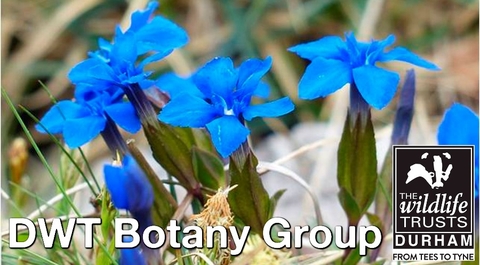 Blue flowers labelled DWT Botany Group