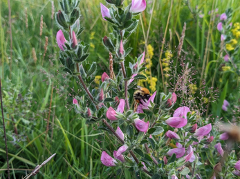  a close up of common restharrow (Ononis repens) at Herrington Hill