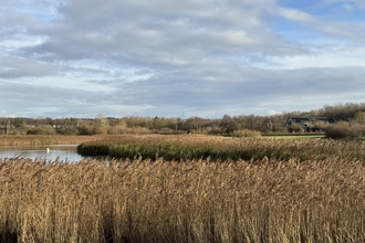 reedbed in foreground with pond and visitor centre behind
