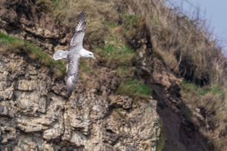 Fulmar bird flying in front of coastal cliffs