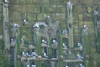Kittiwake birds on ledges of cliff in Seaham