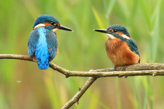 Two Kingfishers on a Branch