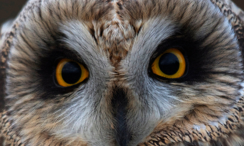 The eyes of a short eared owl