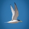 A little tern in flight against blue sky