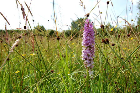 Chopwell Meadow common spotted orchid (c) Dan Madden