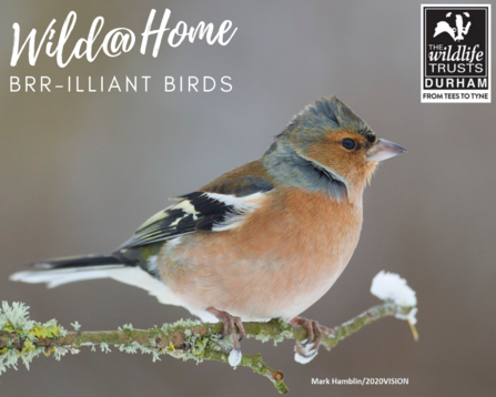 Wild@Home Brr-illiant Birds 