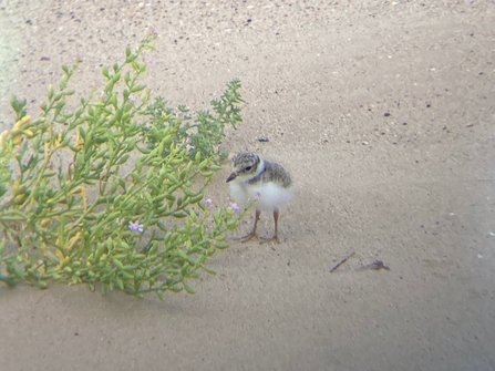 a ringed plover chick on the sand