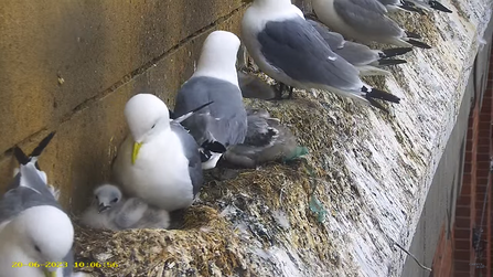 screen grab of kittiwakes trail camera showing birds on ledge at baltic building