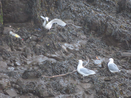 kittiwakes collecting nest material (seaweed) from the river bank