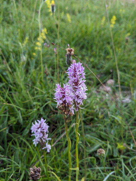 Close up of Common spotted orchid (Dactylorhiza fuchsii) at Herrington Hill