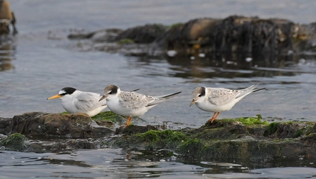 An adult and two little tern fledglings on rocks in shallow sea