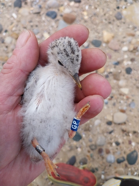 Hand holding a fluffy little tern chick after it had been ringed