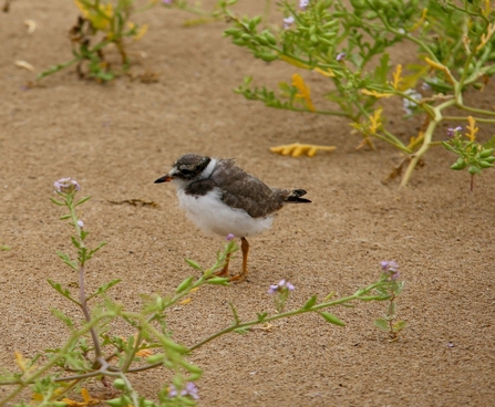 A ringed plover chick standing on sand surrounded by green plants
