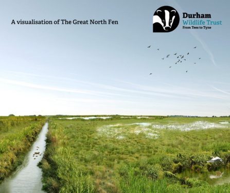 Visualisation of great north fen with stream running alongside wetland