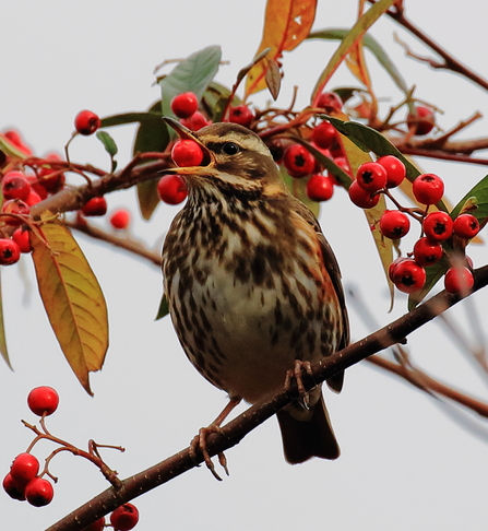 Redwing in tree eating berry