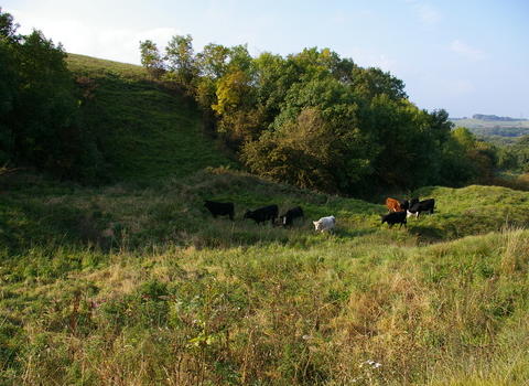Cattle grazing on Herrington Hill