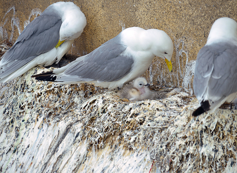 Kittiwakes pictures on camera at the Baltic
