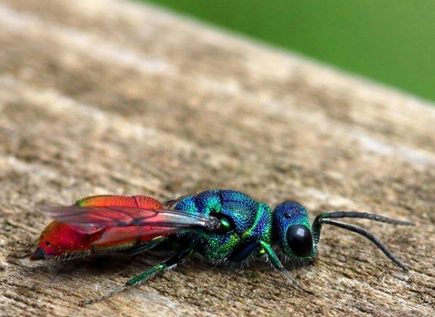 Photo of a ruby tailed wasp resting on some wood