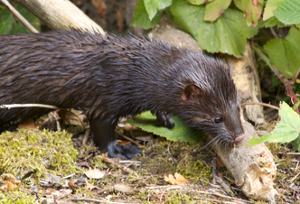 Introducing the American mink. Invasive species week | Durham