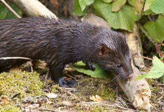 Introducing the American mink. Invasive species week | Durham Introducing the American mink. Invasive species week | Durham