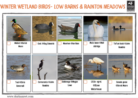 Winter wetland birds spotting sheet