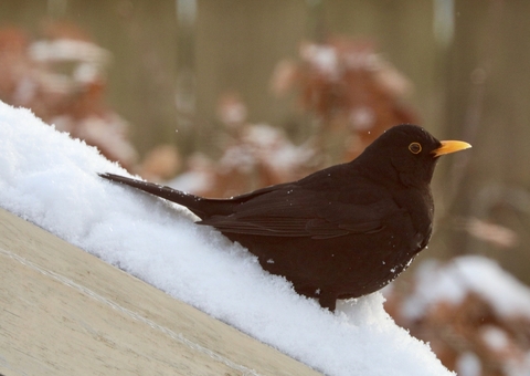 Blackbird