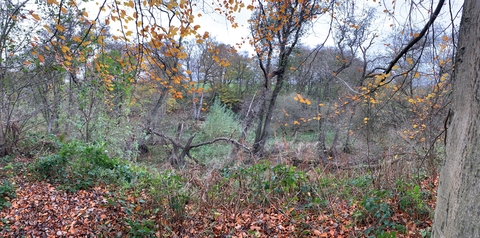 View of Low Barns Alder Carr as a panoramic