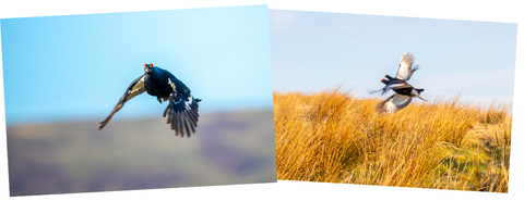 Hamish Paterson black grouse lek pictures