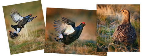 Ian Turner black grouse lek pictures