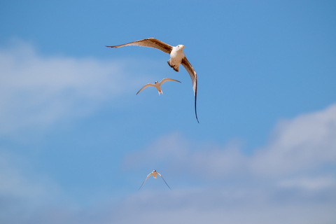 Little terns fling against a blue sky