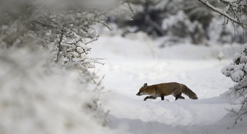 Red Fox (Vulpes vulpes) Vixen in the Snow during winter