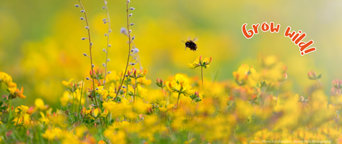 Grow Wild website banner