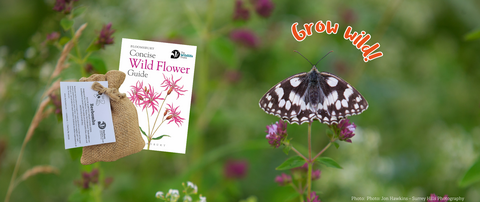 Sheepleas flowers and butterfly