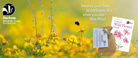 Wildflower kit