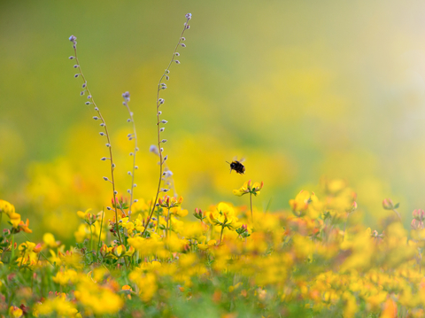 Bumblebee and wildflowers