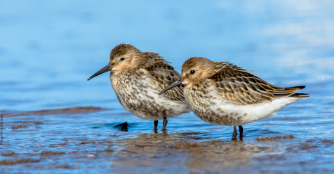 Dunlins