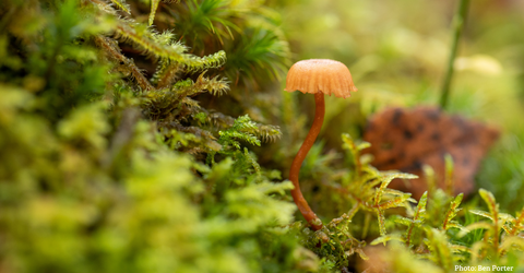 Mushroom and moss
