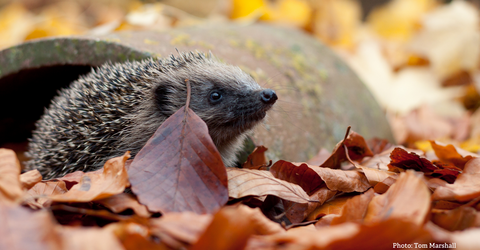 Hedgehog and autumn leaves