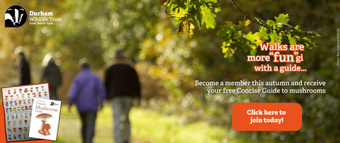 Banner promoting Fungi Freebie campaign, showing four people walking through woodland.