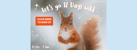 Promotional banner for “12 Days Wild” showing a red squirrel against a snowy, starry background with campaign dates (25 Dec – 5 Jan) and a red sign-up button.