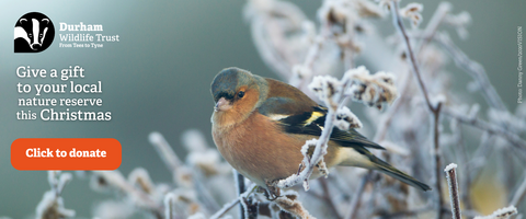 A chaffinch sat on icy branches with appeal slogan, "give a gift to your local nature reserve this Christmas"