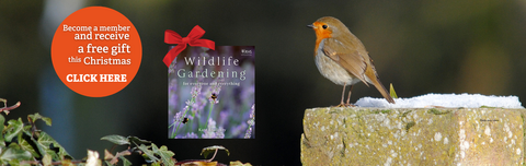  A robin with a red chest perches on a snowy stone surface, with green foliage in front. To its left, a circular orange graphic promotes a Christmas membership gift: a book titled Wildlife Gardening, wrapped with a red ribbon. Photo by Amy Lewis.