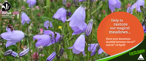 Harebells at Herrington Hill Nature Reserve