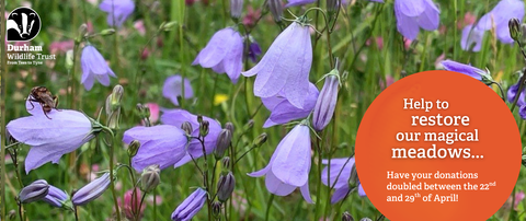 Magical Meadows banner