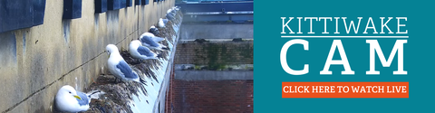 A row of kittiwakes perched on nests built along a building ledge, with a teal banner on the right that reads “Kittiwake Cam – Click here to watch live.”