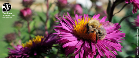 Common carder bumblebee on pink aster 