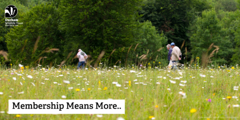 People walking through a wildflower meadow