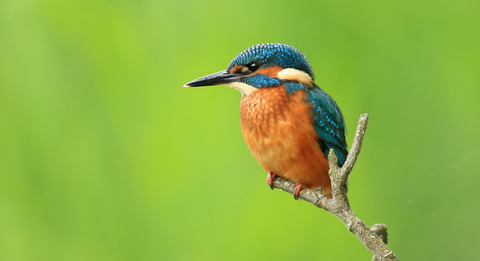 kingfisher on a branch