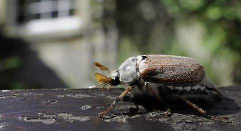 Common cockchafer / Maybug 