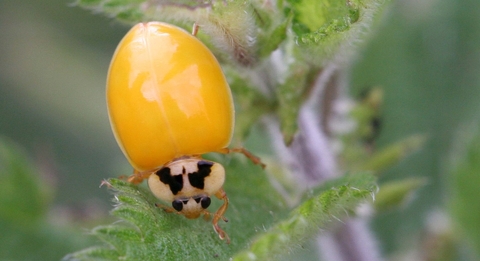 Newly emerged harlequin ladybird